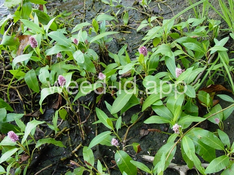 smartweed, water